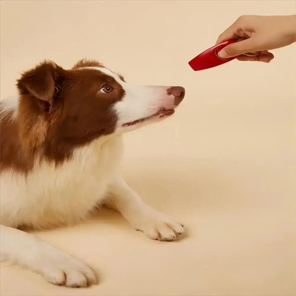 Trainingsklicker für Haustiere – Einfach, Effektiv & Bunt bunter,farben,hund,trainingsklicker pet-shop24
