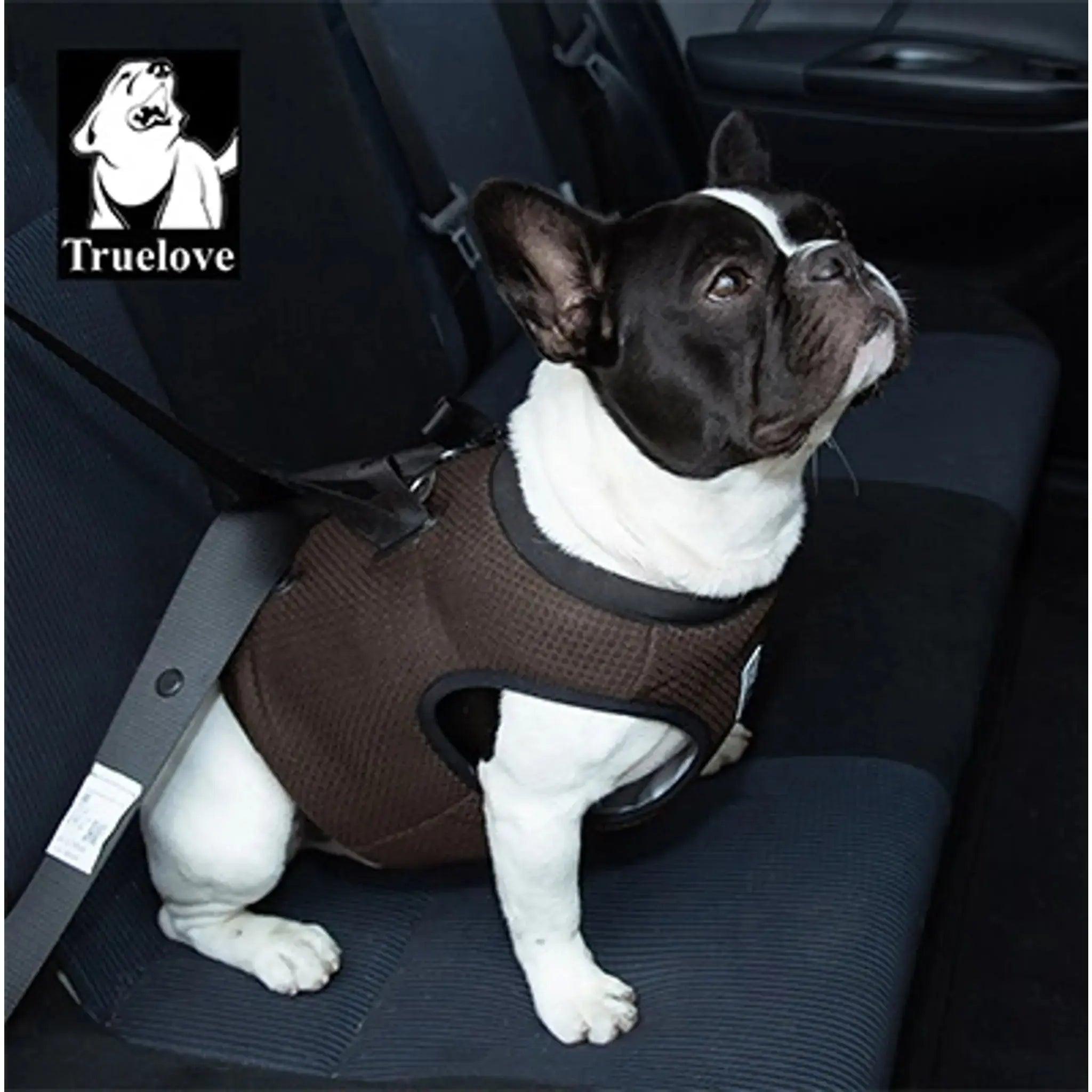 Französische Bulldogge mit braunem Truelove-Hundegeschirr. pet-shop24